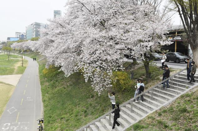 성남시, 벚꽃길 명소 9경 '봄나들이 코스 소개' 기사 이미지