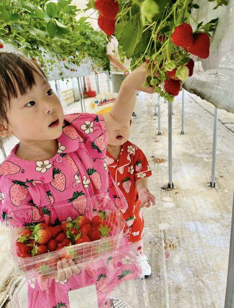 광주시, 올겨울 딸기 수확 체험 프로그램 운영 기사 이미지